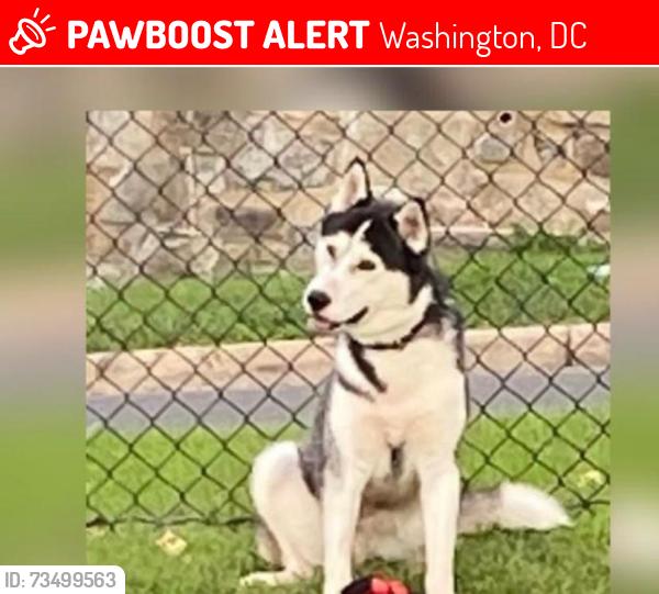 Lost Male Dog last seen 27th and Texas Avenue se, Washington, DC 20020