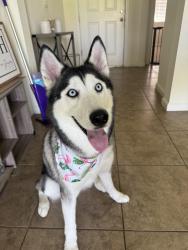 Reunited Female Dog last seen Solterra resort, Davenport, FL 33837