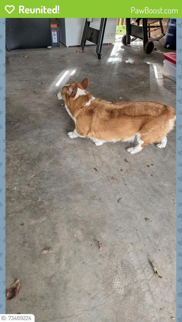 Reunited Male Dog last seen Ridgewood and Fairway, Conroe, TX 77304