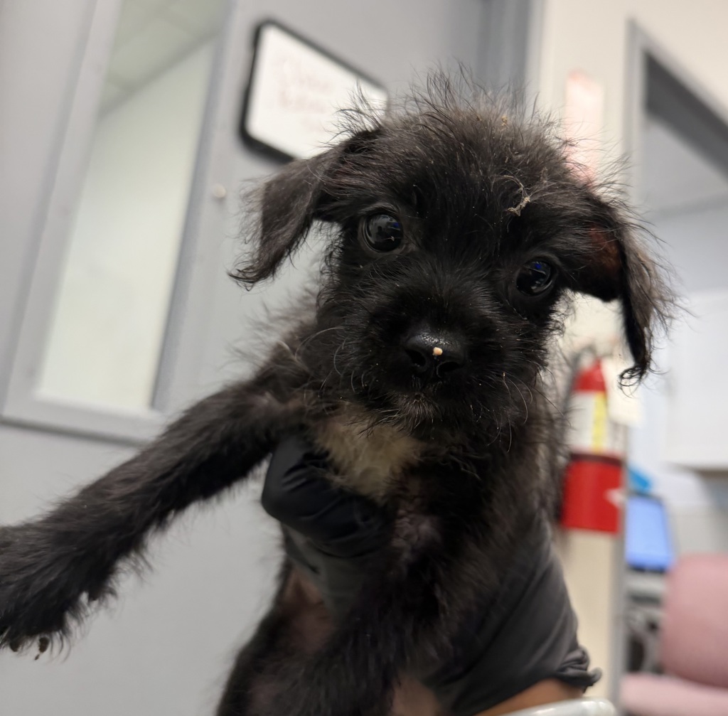 Shelter Stray Female Dog last seen Near Beyer, Chula Vista, CA, 91910, 5500 Gaines St, San Diego, CA 92110, USA