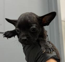 Shelter Stray Female Dog last seen Near Beyer, Chula Vista, CA, 91910, 5500 Gaines St, San Diego, CA 92110, USA