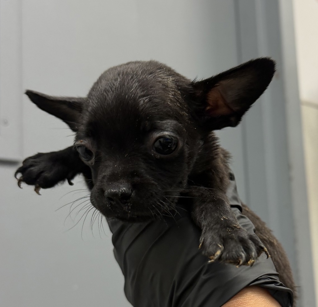 Shelter Stray Female Dog last seen Near Beyer, Chula Vista, CA, 91910, 5500 Gaines St, San Diego, CA 92110, USA