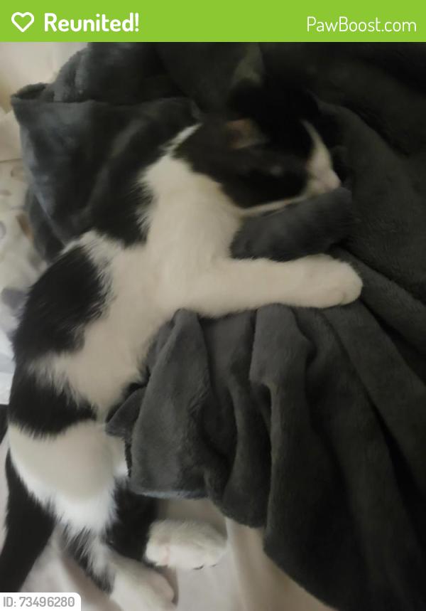 Reunited Male Cat last seen Métro sauvé, Montréal, QC H3L 2E2