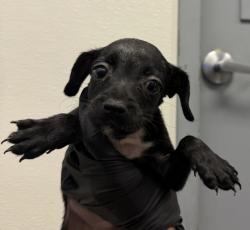 Shelter Stray Female Dog last seen Near Beyer, Chula Vista, CA, 91910, 5500 Gaines St, San Diego, CA 92110, USA