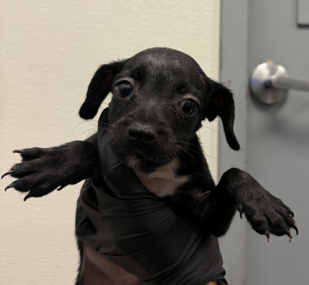 Shelter Stray Female Dog last seen Near Beyer, Chula Vista, CA, 91910, 5500 Gaines St, San Diego, CA 92110, USA