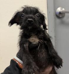 Shelter Stray Female Dog last seen Near Beyer, Chula Vista, CA, 91910, 5500 Gaines St, San Diego, CA 92110, USA