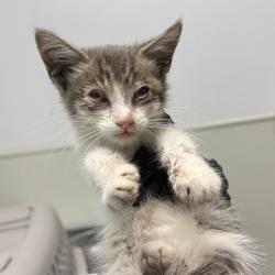 Shelter Stray Female Cat last seen nearby Costco intersecting with Market street, found in trash container, San Diego, CA, 92102, 5500 Gaines St, San Diego, CA 92110, USA