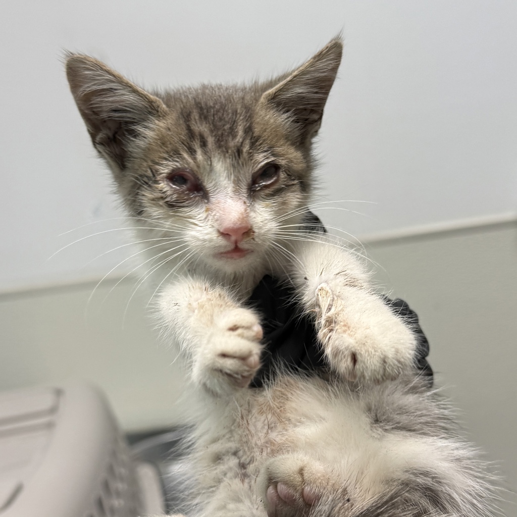 Shelter Stray Female Cat last seen nearby Costco intersecting with Market street, found in trash container, San Diego, CA, 92102, 5500 Gaines St, San Diego, CA 92110, USA