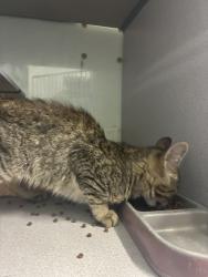 Shelter Stray Male Cat last seen Near S Hollow Springs Circle, MURRAY CITY, UT, 84123, 511 W 3900 S, Salt Lake City, UT 84123, USA