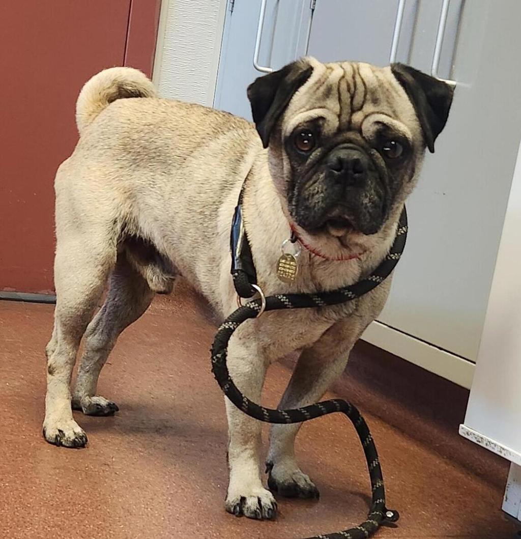 Shelter Stray Male Dog last seen Near School Street, SAN LEANDRO, CA, 94577, 8323 Baldwin St, Oakland, CA 94621, USA