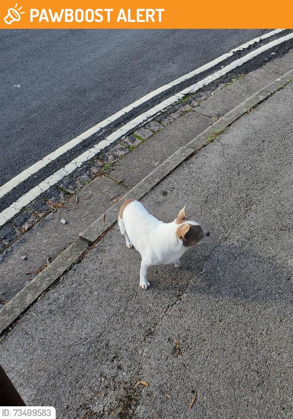 Found/Stray Unknown Dog last seen Along Grays Road, Headington, England OX3 7PY