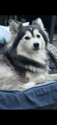 Reunited Female Dog last seen Bell Shoals ,, Brandon, FL 33511