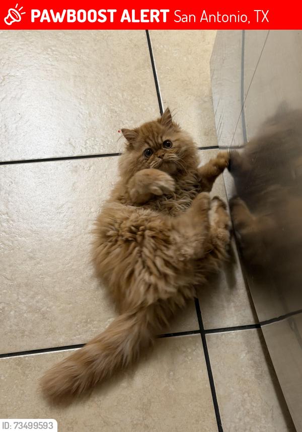 Lost Male Cat last seen Near Emerald pl, San Antonio, TX 78245
