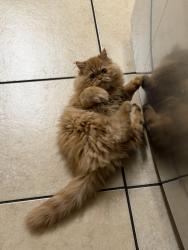 Lost Male Cat last seen Near Emerald pl, San Antonio, TX 78245