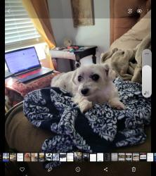 Reunited Female Dog last seen 9th & Hudson, Oklahoma City, OK 73102