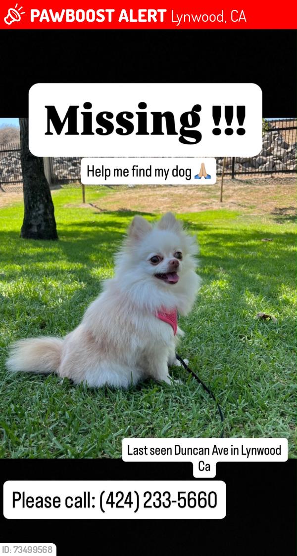 Lost Female Dog last seen Duncan Ave and Martin Luther King Jr Blvd, Lynwood, CA 90262