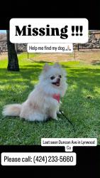 Lost Female Dog last seen Duncan Ave and Martin Luther King Jr Blvd, Lynwood, CA 90262