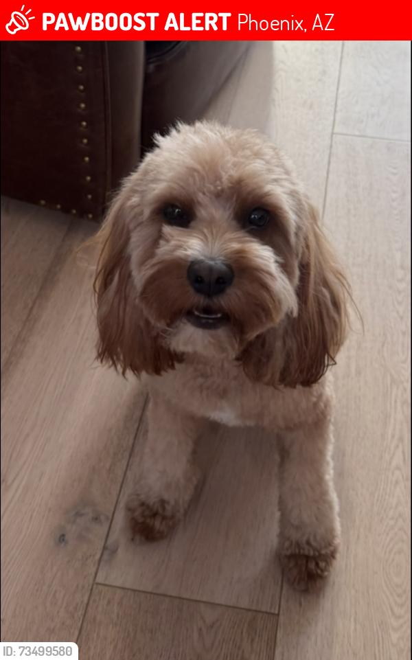 Lost Female Dog last seen 40th and Indian school, Phoenix, AZ 85018