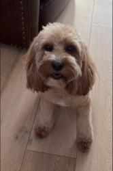 Lost Female Dog last seen 40th and Indian school, Phoenix, AZ 85018