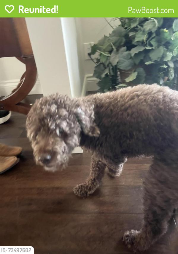 Reunited Male Dog last seen Ridge on Park Eataes Drive Calgary, Calgary, AB 