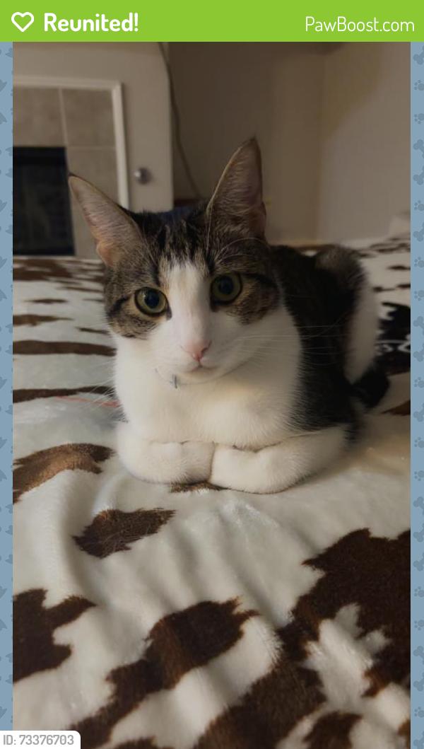 Reunited Male Cat last seen Camp wisdom, Grand Prairie, TX 75052