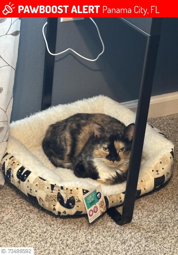 Lost Female Cat last seen Liberty Neighborhood, Panama City, FL 32404