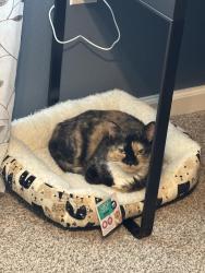 Lost Female Cat last seen Liberty Neighborhood, Panama City, FL 32404