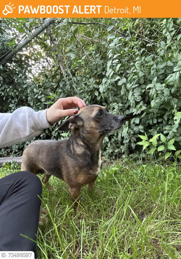 Found/Stray Female Dog last seen Lakewood and Korte, Detroit, MI 48215