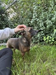 Found/Stray Female Dog last seen Lakewood and Korte, Detroit, MI 48215