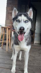 Reunited Male Dog last seen Chicago skyway, Chicago, IL 60617