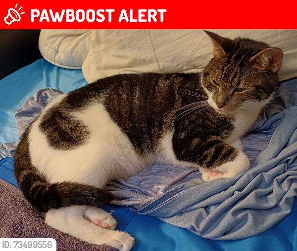 Lost Male Cat last seen St Stephens Church, St Stephens Crescent, Greater London, England 