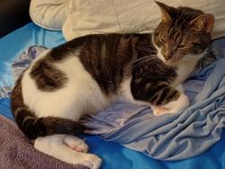 Lost Male Cat last seen St Stephens Church, St Stephens Crescent, Greater London, England 