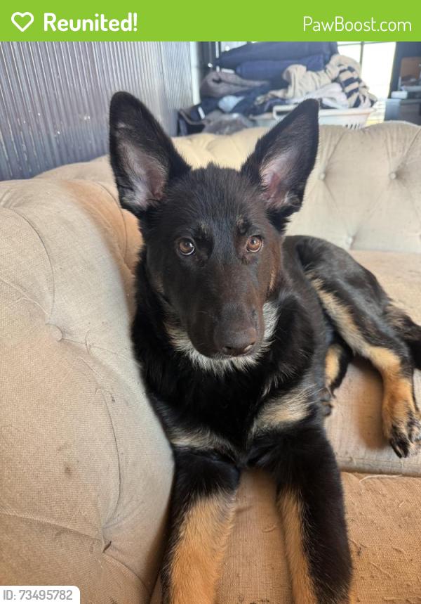 Reunited Female Dog last seen Near Simson St Carisbrook, Carisbrook, VIC 3464