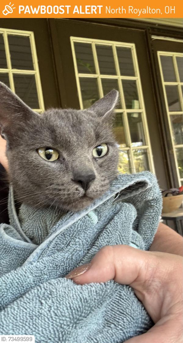 Found/Stray Female Cat last seen Edgerton and Drake., North Royalton, OH 44133