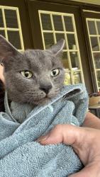 Found/Stray Female Cat last seen Edgerton and Drake., North Royalton, OH 44133