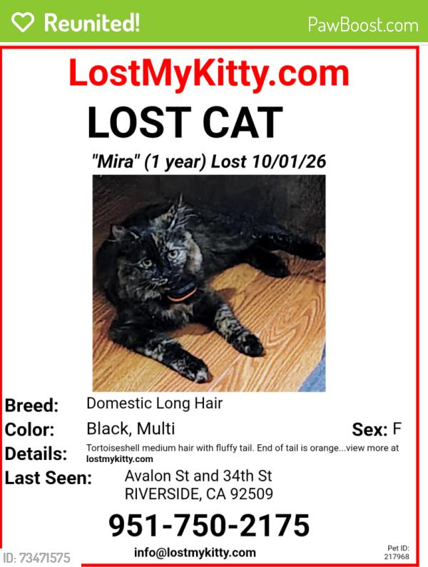 Reunited Female Cat last seen Avalon St and 34th St, Riverside, CA 92509
