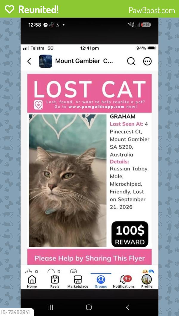 Reunited Male Cat last seen Conroe drive, Mount Gambier, SA 5290