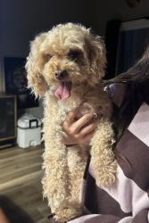 Reunited Male Dog last seen Jordan Narron Rd, Selma, NC, Johnston County, NC 27527