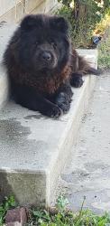 Lost Female Dog last seen Martin Luther King st, Bakersfield, CA 93307