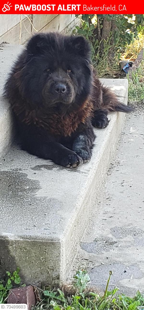 Lost Female Dog last seen Martin Luther King st, Bakersfield, CA 93307