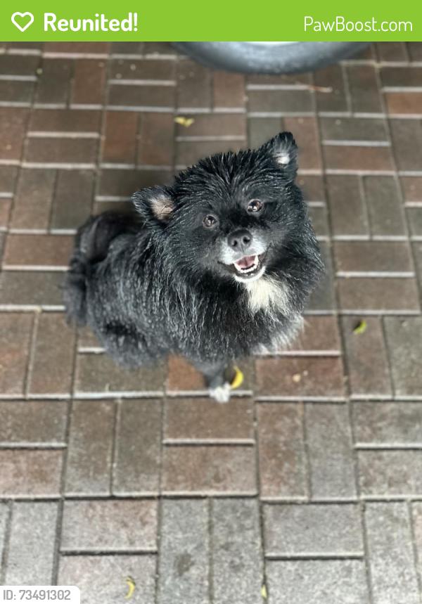 Reunited Male Dog last seen Near hammel st, East Los Angeles, CA 90022