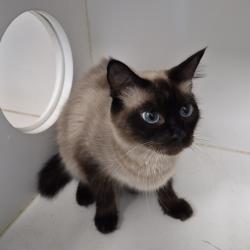 Shelter Stray Female Cat last seen , 1109 Moore Ave, Portland, TX 78374, USA