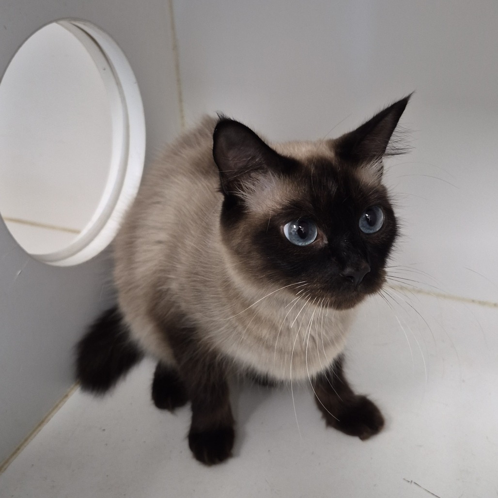 Shelter Stray Female Cat last seen , 1109 Moore Ave, Portland, TX 78374, USA