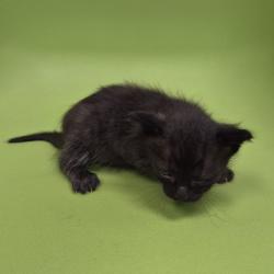 Shelter Stray Female Cat last seen , 1109 Moore Ave, Portland, TX 78374, USA