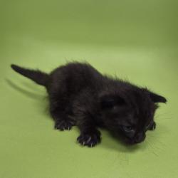 Shelter Stray Female Cat last seen , 1109 Moore Ave, Portland, TX 78374, USA
