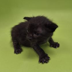 Shelter Stray Male Cat last seen , 1109 Moore Ave, Portland, TX 78374, USA