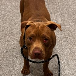 Shelter Stray Male Dog last seen , 21800 Central Ave, Matteson, IL 60443, USA