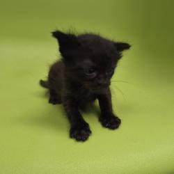 Shelter Stray Female Cat last seen , 1109 Moore Ave, Portland, TX 78374, USA
