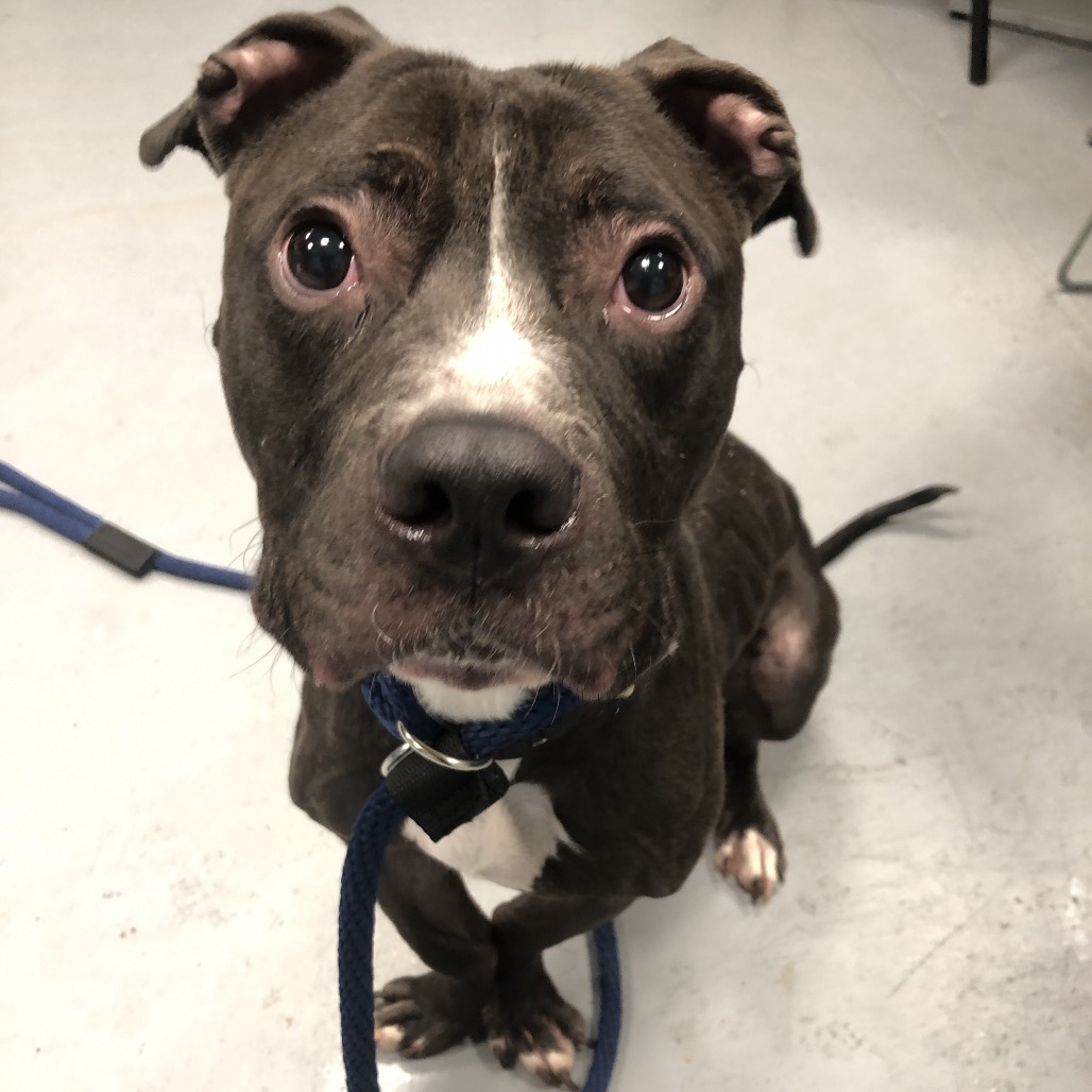Shelter Stray Male Dog last seen , Animal Care & Control Team of Philly, 111 W Hunting Park Ave, Philadelphia, PA 19140, USA