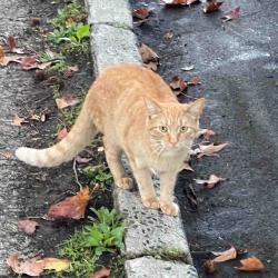 Found/Stray Unknown Cat last seen Dale St./ Cove Rd., Stamford, CT 06902